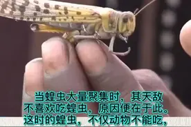 群居蝗虫有毒，不能食用！@抖音短视频 #蝗灾 #中国吃货视频封面