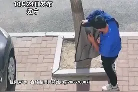 猫咪被狗追到树上，男主人反穿外套将猫咪接下！视频封面