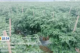#中央提高义务教育公用经费水平 #新农人计划2023 #辣椒种植视频封面