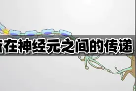 兴奋在神经元之间的传递是单向的。原因视频封面