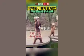 熊模人样！#动物园小熊招手求游客投食视频封面