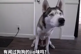 狗狗的爪子是什么味道的？#铲屎说 #狗狗视频封面