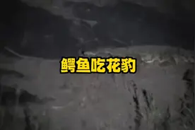 花豹被鳄鱼吃了，太惨了！#动物世界 #花豹 #万物皆有灵性 #鳄鱼视频封面