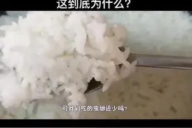 买回来的大米为何会生虫？生虫以后还能吃吗？怎么处理虫子会好一些呢？#三农 #农业 #科普 #人文 #知识分享 