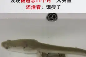 10月28日湖北武汉，王女士在洗手间的桶子里发现了一条黑鱼，黑鱼的头和身子变得大小不一，像是一条“大头鱼”。王女士仔细回忆了一下，这条黑鱼是去年过年时养的，当时老公在池塘里钓的，一直养在主卧室的卫生间，主卧没人住就把这条鱼给忘记了。黑鱼一直都没吃东西就瘦成了这个样子，她发现时也没想到鱼还活着。王女士表示发现黑鱼活着后，她将鱼从桶子里转移到洗脸盆里。第二天她带着孩子将黑鱼放回河里。视频封面