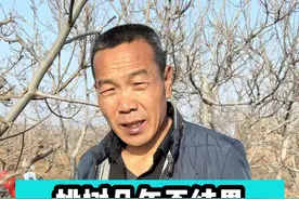 核桃树几年不结果什么原因？#核桃树修剪 #文玩核桃 #纸皮核桃 #核桃树修剪#核桃树 #核桃树苗 #文玩核桃 #核桃树管理 #果树苗 #果树修剪 #技术分享 #三农 #农业技术 #果树 #新农人计划2021 #萌知计划视频封面