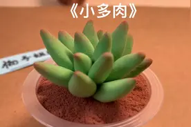 好多朋友说多肉颜色不会调，今天教小伙伴做一个简单的小多肉吧！视频封面