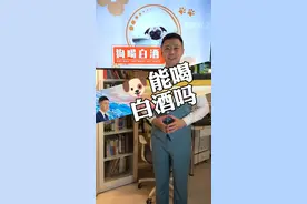 “旺财”能喝白酒吗？#主人回应萨摩耶偷喝白酒进医院 #默默有文视频封面