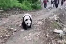 国宝就是不一样！野生大熊猫下山到农户家窜门，吃饱喝足后，大家将它送回大自然。视频封面