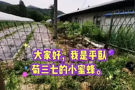 菊三七视频封面
