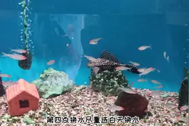 如何正确给鱼缸换水及鱼缸换水的注意事项#观赏鱼 #水族视频封面