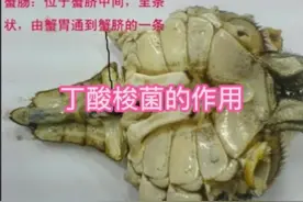 #精品大闸蟹 #大闸蟹 #河蟹养殖技术 #河蟹 丁酸梭菌保护肠道视频封面
