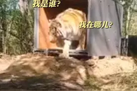 猛虎出笼！有点“晕车”～5月18日，黑龙江穆棱林业局将进村东北虎完达山一号成功放归山林！视频封面