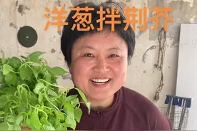 用河南独有的菜 河南人最爱的菜——荆芥，做一个河南名吃洋葱拌荆芥，吃过你就知道河南人的豪爽从哪儿来#洋葱拌荆芥#新农人计划视频封面