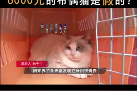 布偶猫真真假假？你们怎么看，有专业人士能看出来嘛？ #布偶猫  #长沙视频封面