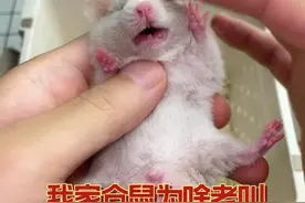 #仓鼠#金丝熊 仓鼠正常是不会叫的，一定不要忽略仓鼠的叫声视频封面