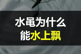 水黾为什么能在水面上行走自如？#抖音版十万个为什么 #十万分好奇 #水黾 #昆虫 视频封面