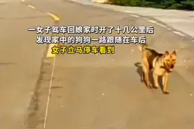 看哭了！5月28日，广东梅州。女子驾车回娘家，狗狗以为不要它了，一路跑了十几公里追寻主人，累到满嘴白沫。万物皆有灵！视频封面