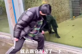 男子隔着玻璃和猩猩互动，网友：这是见到亲兄弟了。视频封面