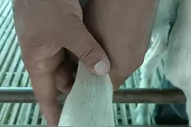 这种病在羔羊断奶以前比较常见你也遇到过前腿关节肿大积液的羊吗？你是怎么解的？视频封面