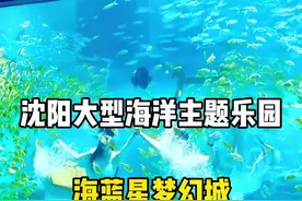 海蓝星梦幻城详细攻略，沈阳大型海洋主题乐园，开园前福利单人136，双人236；人鱼&海狮表演，潜水，海洋动物，萌宠乐园，手工创意，巨无霸淘气堡#旅行推荐官 #暑假嗨玩计划#亲子游玩好去处 #沈阳九零后代运营#海底世界真奇妙 @沈阳本地生活 @抖音短视频 视频封面
