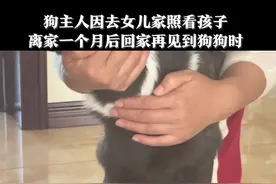 当狗狗时隔一个月再见到主人，趴在主人怀里哭的像个孩子。狗主人：当时我的心里也不太好受。 #我们从未输给过距离视频封面