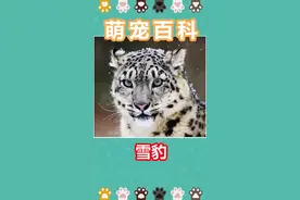 来一只你得不到的巨型银渐层@抖音短视频视频封面