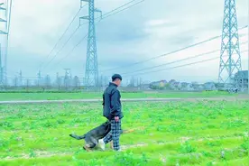 #上海训犬师 #宠物训练学校 有人出八万要买你视频封面