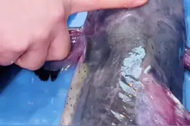 老板娘教你三招，分辨清江鱼和鲶鱼。@DOU+小助手视频封面