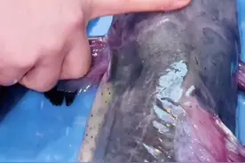 老板娘教你三招，分辨清江鱼和鲶鱼。@DOU+小助手视频封面