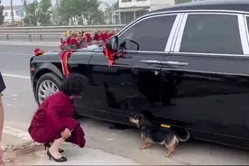 4月26日，山东济宁，主人结婚当天，狗狗在车轮前拦着婚车不让走，谁抱也不行。在场的人被这一幕感动到了。#破防了 #万物皆有灵 #狗狗  #山东dou知道 视频封面