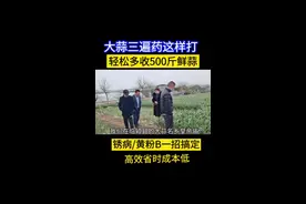 大蒜三遍药这样打，锈病/软腐/根腐/叶枯/疫bing/营养增产一次搞定，轻松多收500斤鲜蒜#三农 #农业技术 #大蒜种植 视频封面