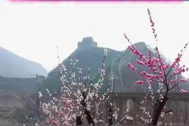 梅花映长城！#怀柔响水湖长城 梅花盛开！视频封面