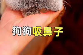 #科学养宠攻略 #狗狗 #宠物医生小唐 狗狗吸鼻子，倒吸气。