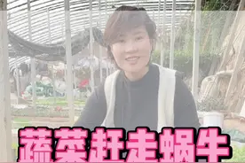 你的菜都被蜗牛给吃了吗？教你这个小妙招，让蜗牛跑的比兔子都快。#种菜小技巧 #种植小技巧 #抖音助农视频封面