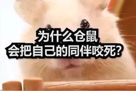 为什么仓鼠会把自己的同伴咬死？#涨知识 #冷知识 #科普 #热门#仓鼠#冷知识@DOU+小助手 @抖音短视频 视频封面