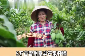 覃斗芒果熟了！雷州喊全国人民吃覃斗芒果（视频素材来源：南方农村报） #覃斗芒果 #湛江 #雷州 视频封面