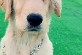 为什么#金毛 幼犬都喜欢跟着陌生人跑呢#抖音小助手视频封面