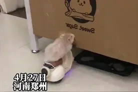 鼠届智商天花板！仓鼠首次上手玩具车就能骑，网友：赶紧送去上学吧视频封面