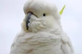 鸟中哈士奇#鹦鹉 #葵花鹦鹉视频封面