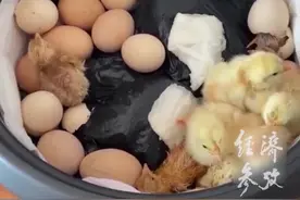 女子21天用电饭锅孵出一锅小鸡。#孵小鸡 #电饭锅 #奇闻视频封面