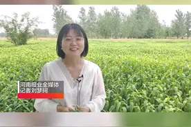 为什么端午节当天，商丘人要吃伤力草打鸡蛋？#端午节 #伤力草视频封面