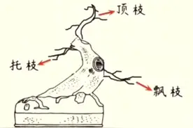 盆景三枝法#一起学习盆景视频封面