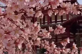 安宁区仁寿山的桃花已盛开，属于我们的夏天要来了！#桃花旅游节#桃花会#安宁#仁寿山桃花视频封面