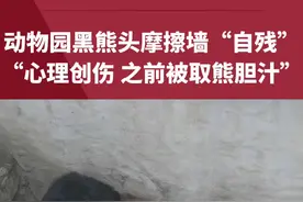 动物园黑熊头摩擦墙疑“自残”流泪，工作人员：救助回来的，之前被取熊胆汁