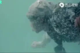 元彪：功夫灵活不输成龙，洪金宝给他牵线结良缘，儿女双全大赢家视频封面