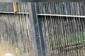 #动物 鬣狗的臼齿咬合力太惊人，啃骨头就像吃辣条视频封面