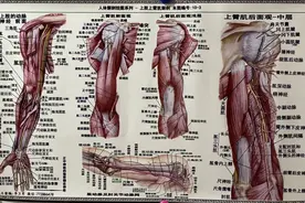 解剖挂图视频封面
