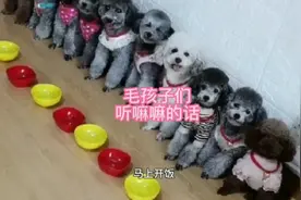 狗狗歌舞团表演！#狗狗搞笑视频 #可爱狗狗视频封面