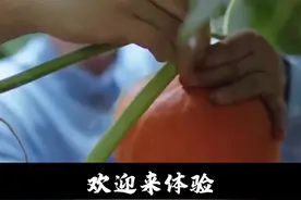 石嫣博士：中国学历最高的农民#生态农业 #新农人计划 #分享收获农场视频封面